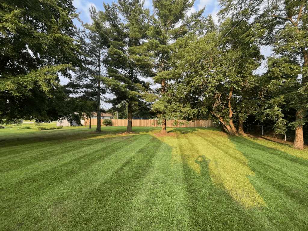 Lawn care near trees